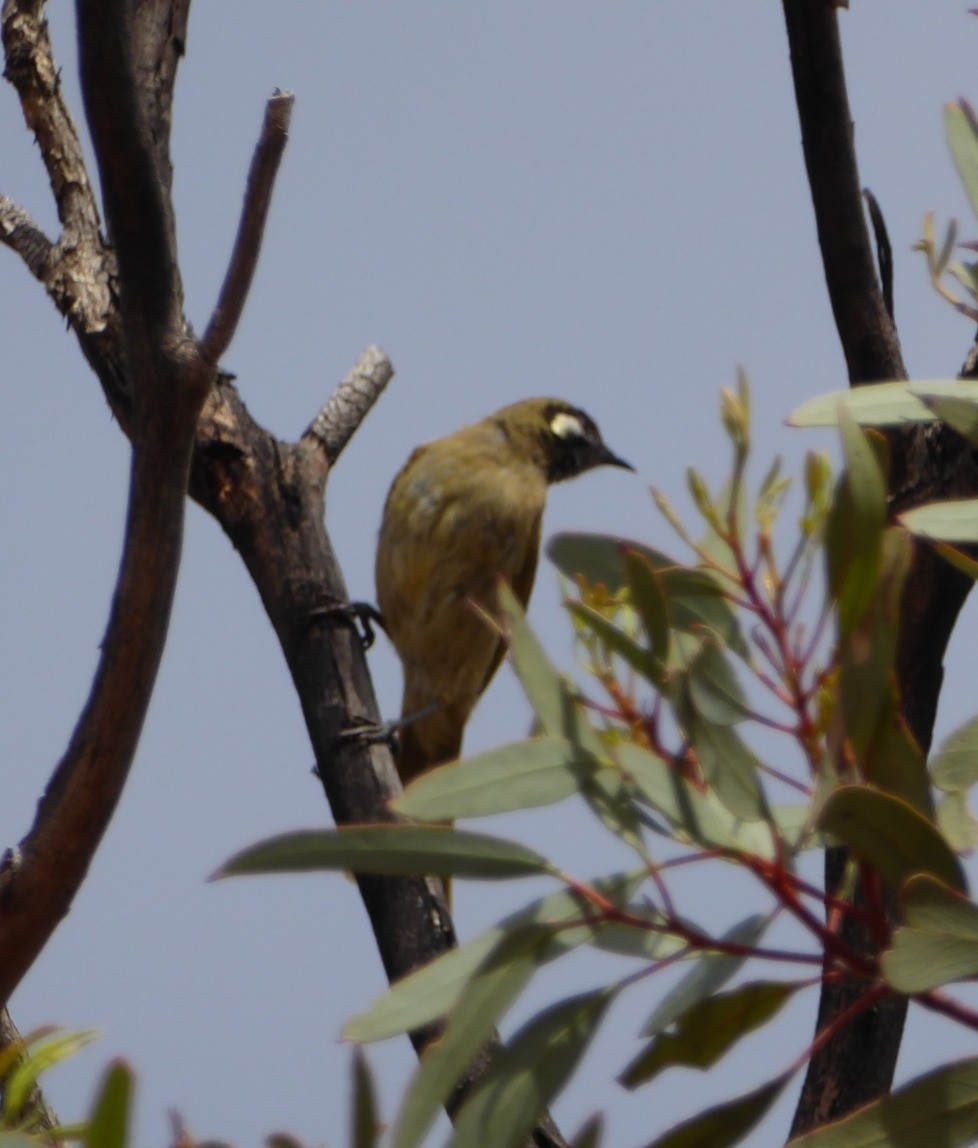 White-eared Honeyeater - ML645830881