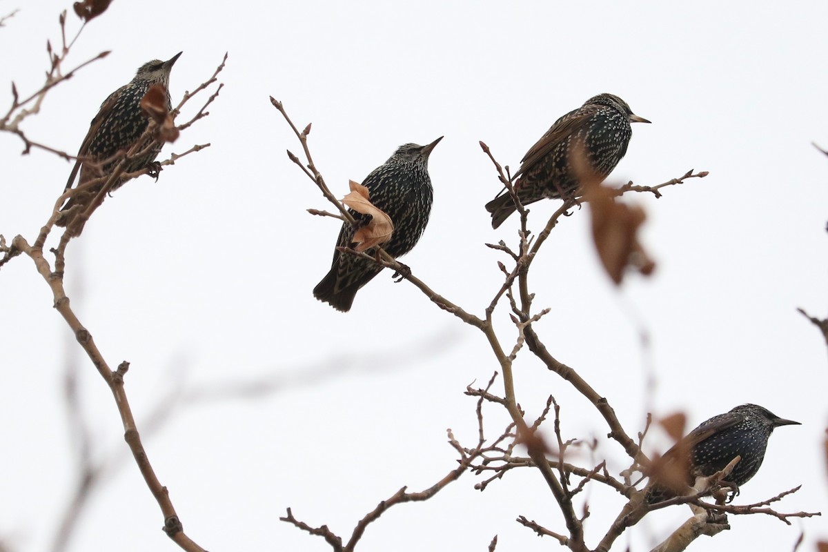 European Starling - ML645830882