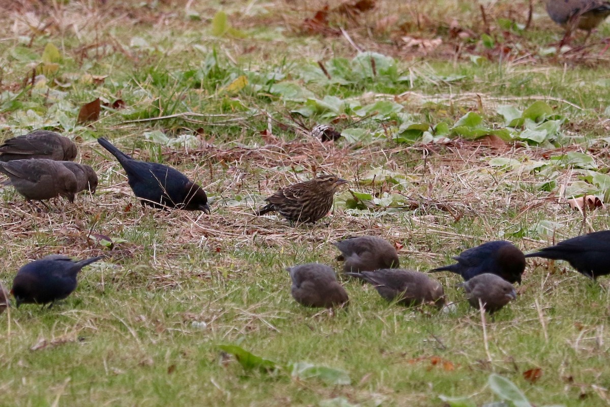 Red-winged Blackbird - ML645830885