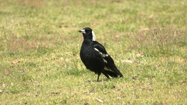 Australian Magpie (Black-backed) - ML645830886