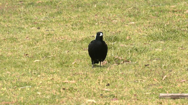 Australian Magpie (Black-backed) - ML645830887