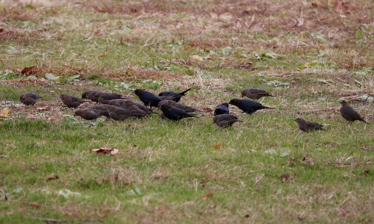 Brown-headed Cowbird - ML645830888