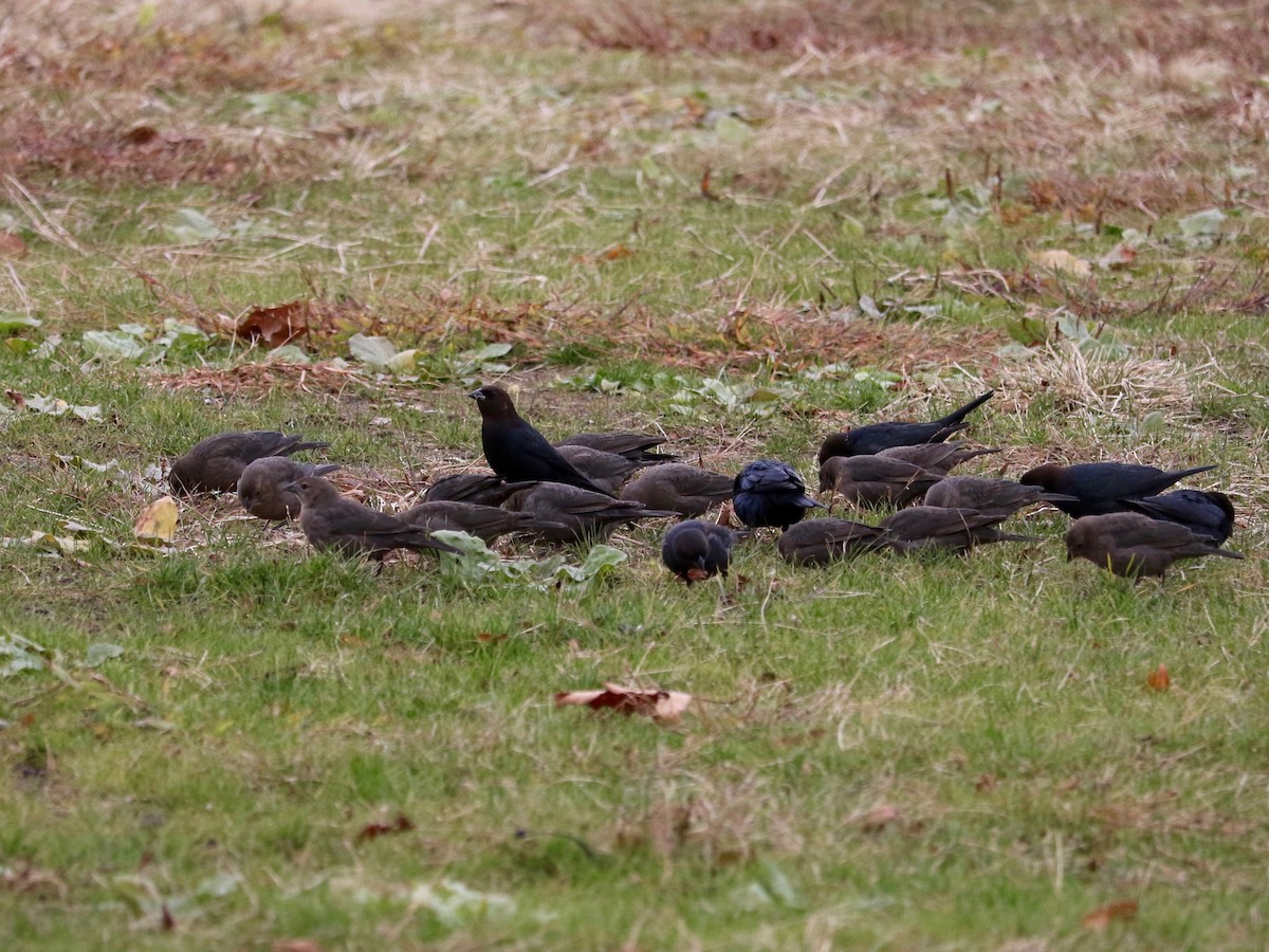 Brown-headed Cowbird - ML645830889