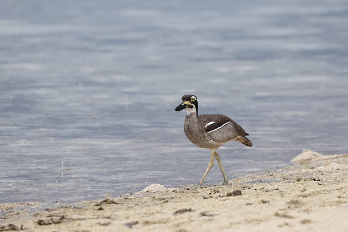 Beach Thick-knee - ML645830890