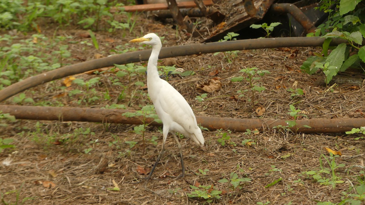 Western Cattle-Egret - ML645830891
