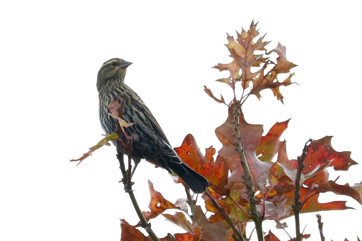 Red-winged Blackbird - ML645830892