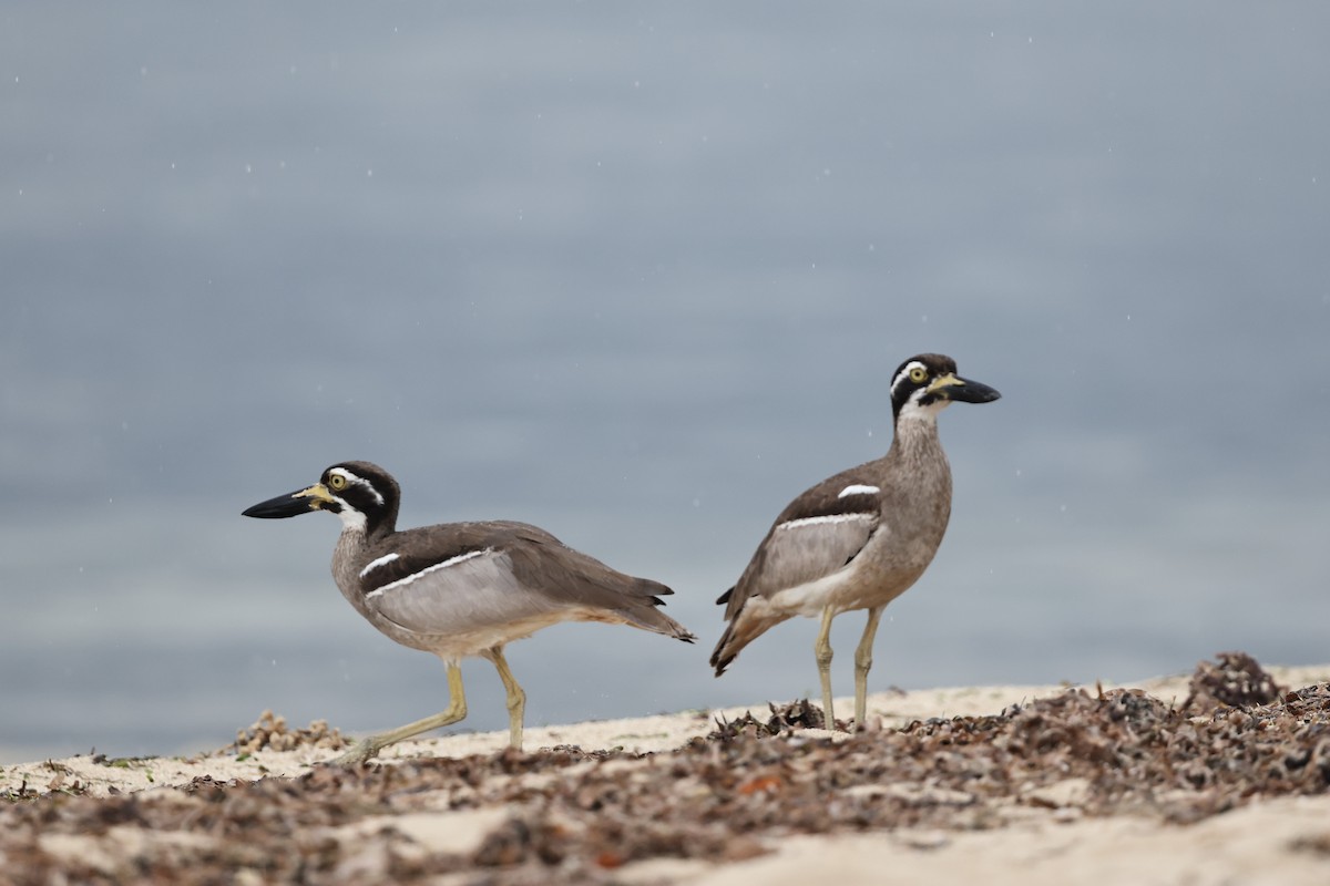 Beach Thick-knee - ML645830893