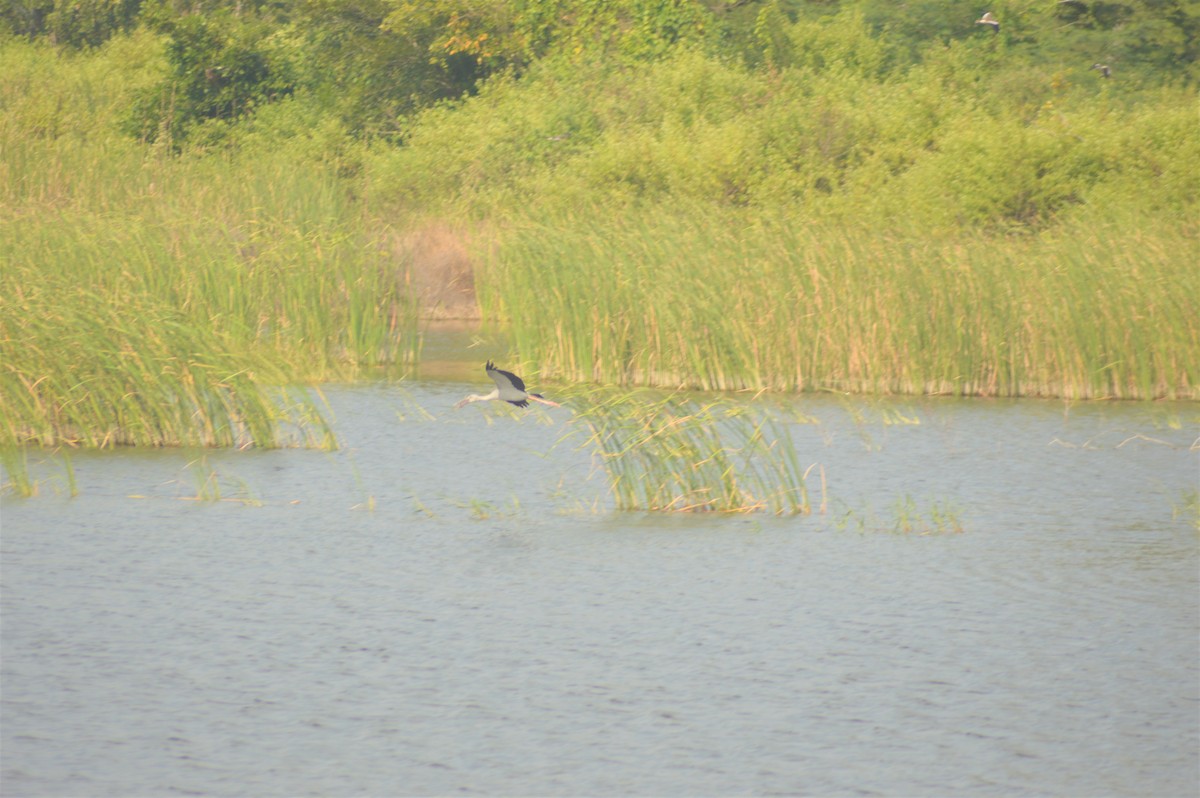 Asian Openbill - ML645830894
