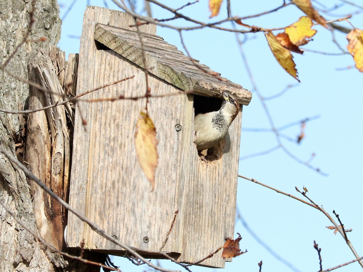 Gorrión Común - ML645830920