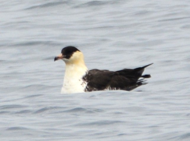 חמסן רחב-אברה - ML645830931