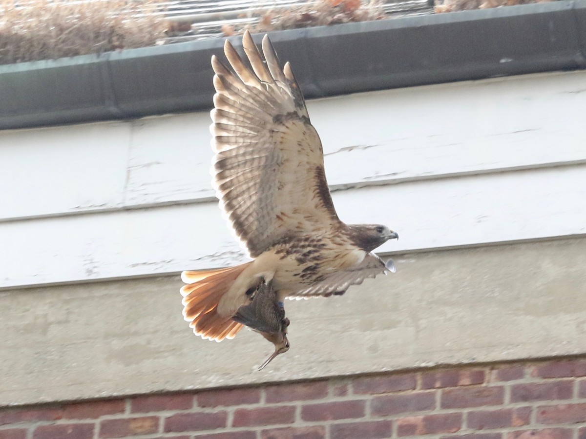 American Woodcock - ML645830937