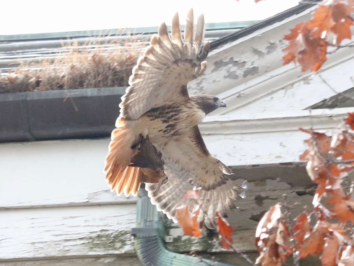 American Woodcock - ML645830938