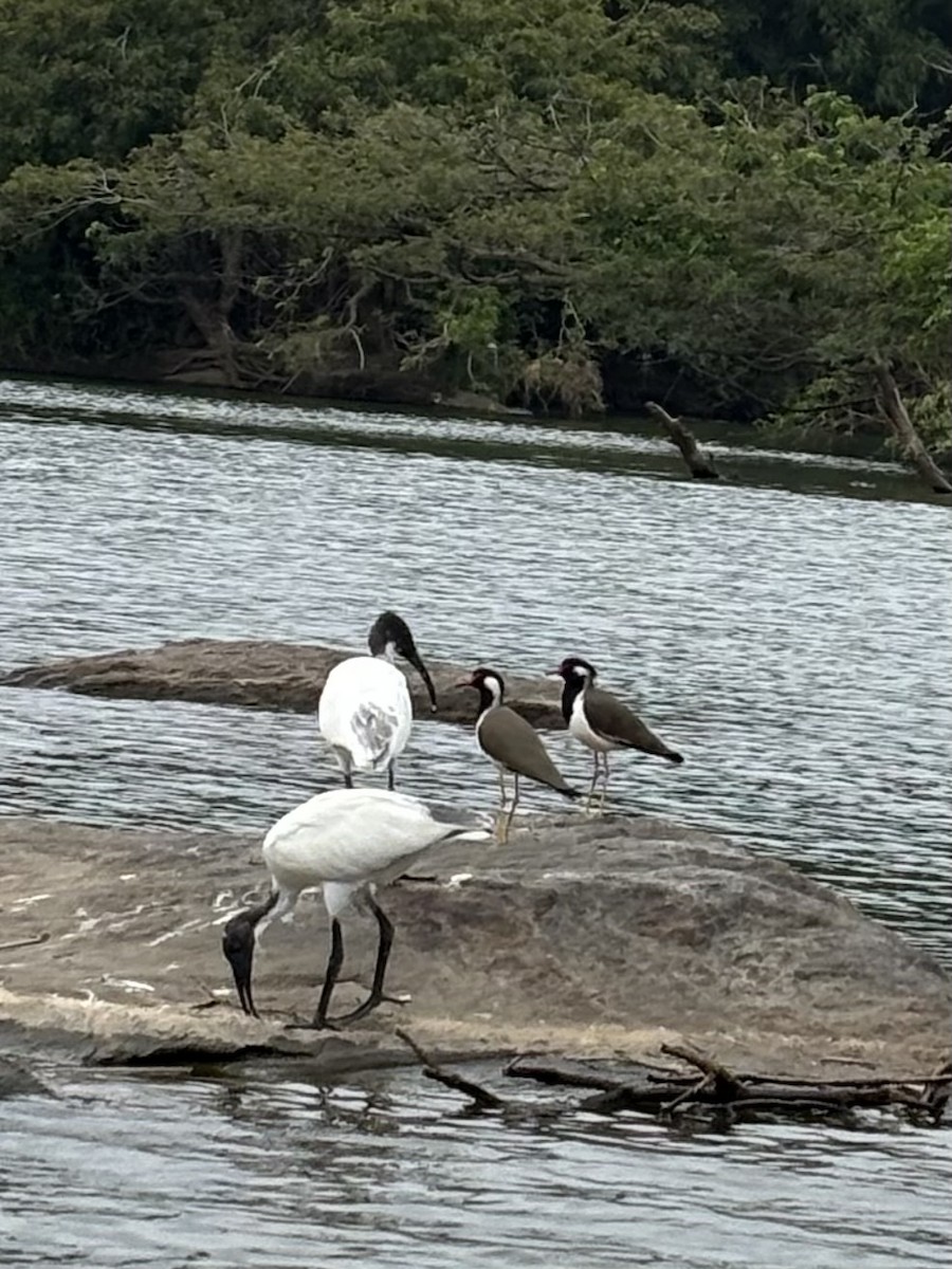 Black-headed Ibis - ML645830950