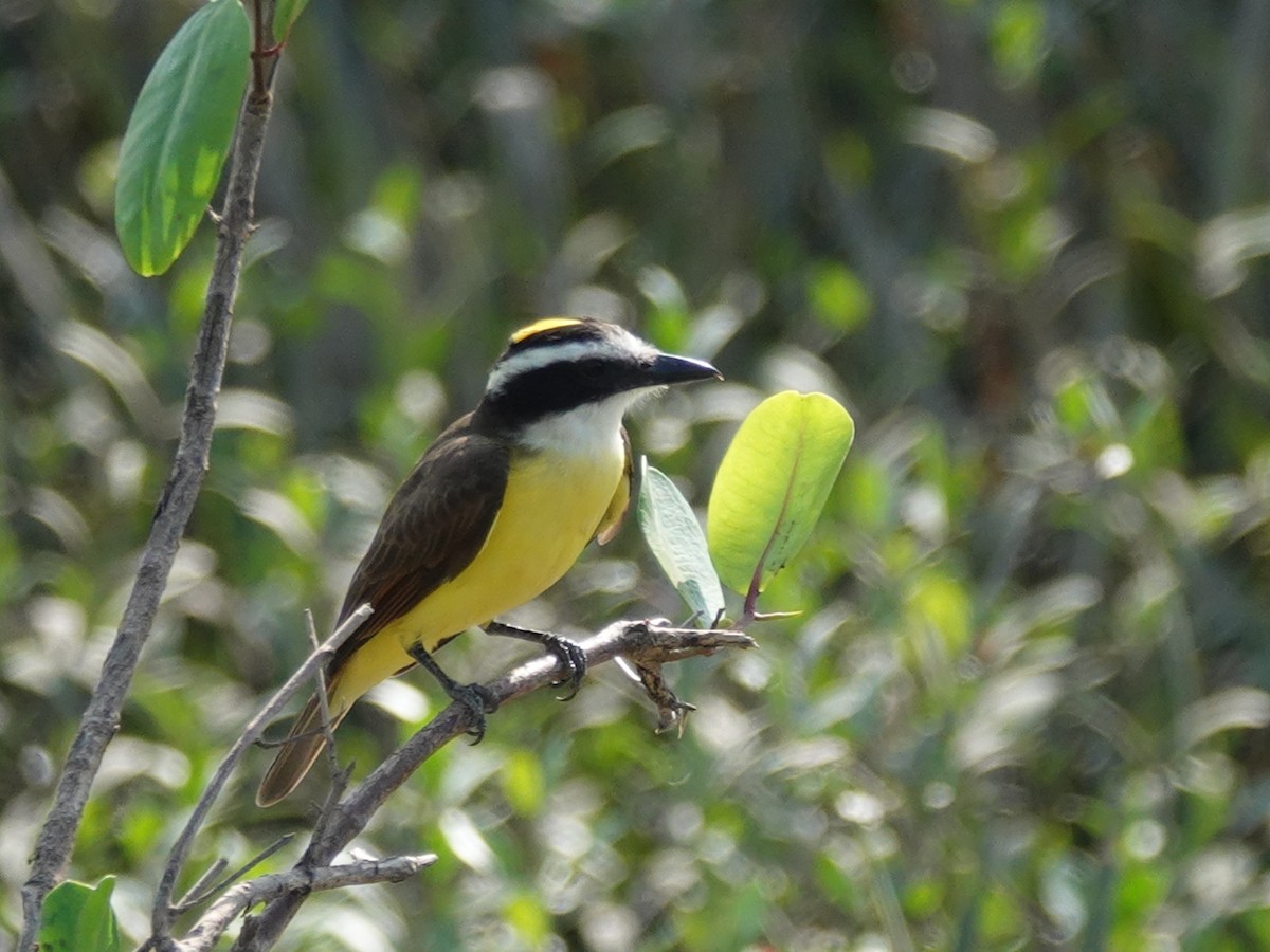 Boat-billed Flycatcher - ML645830952