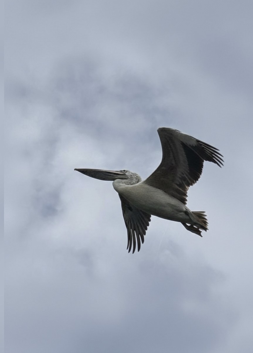 Pelícano Oriental - ML645830953