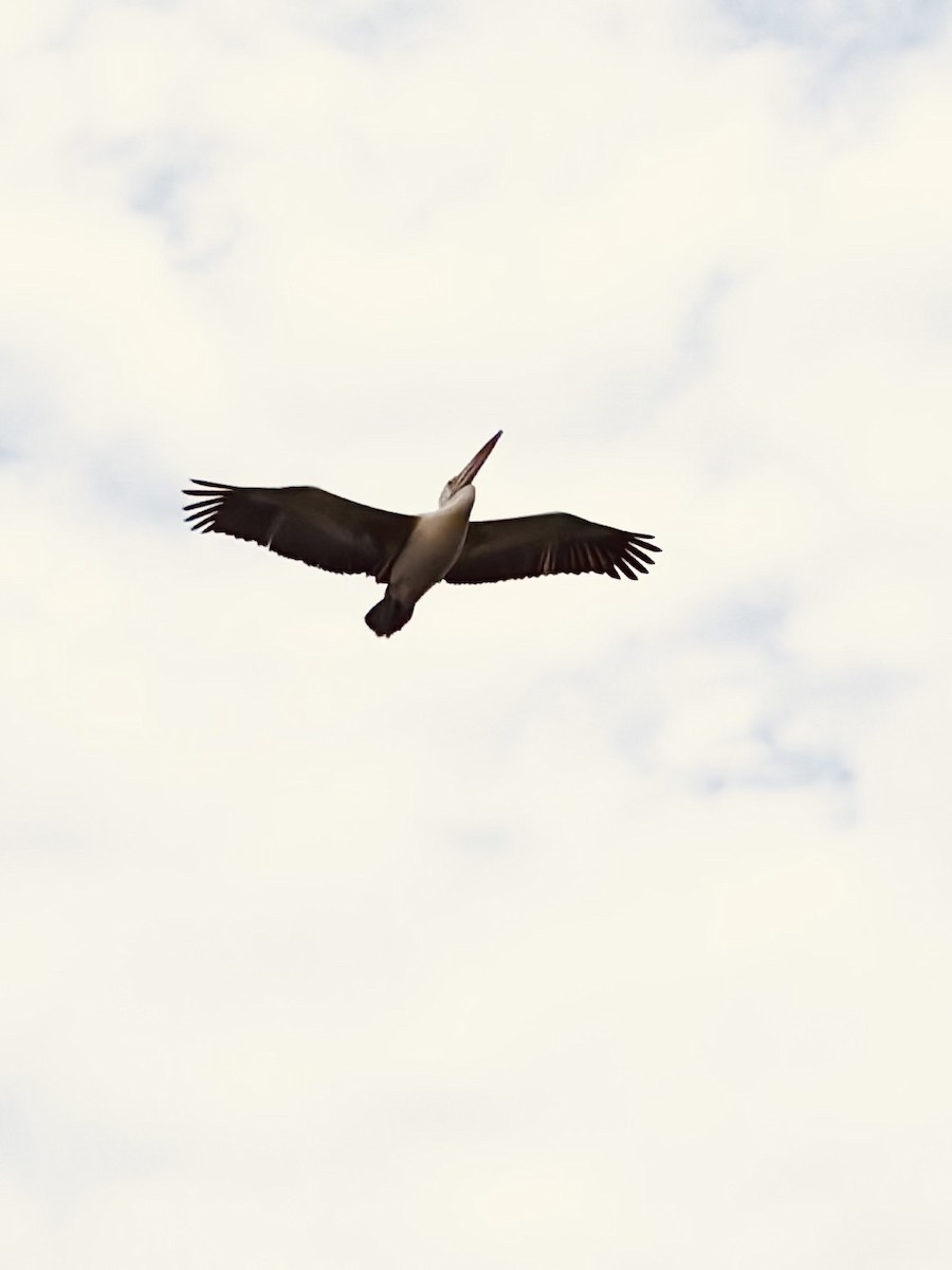 Pelícano Oriental - ML645830954