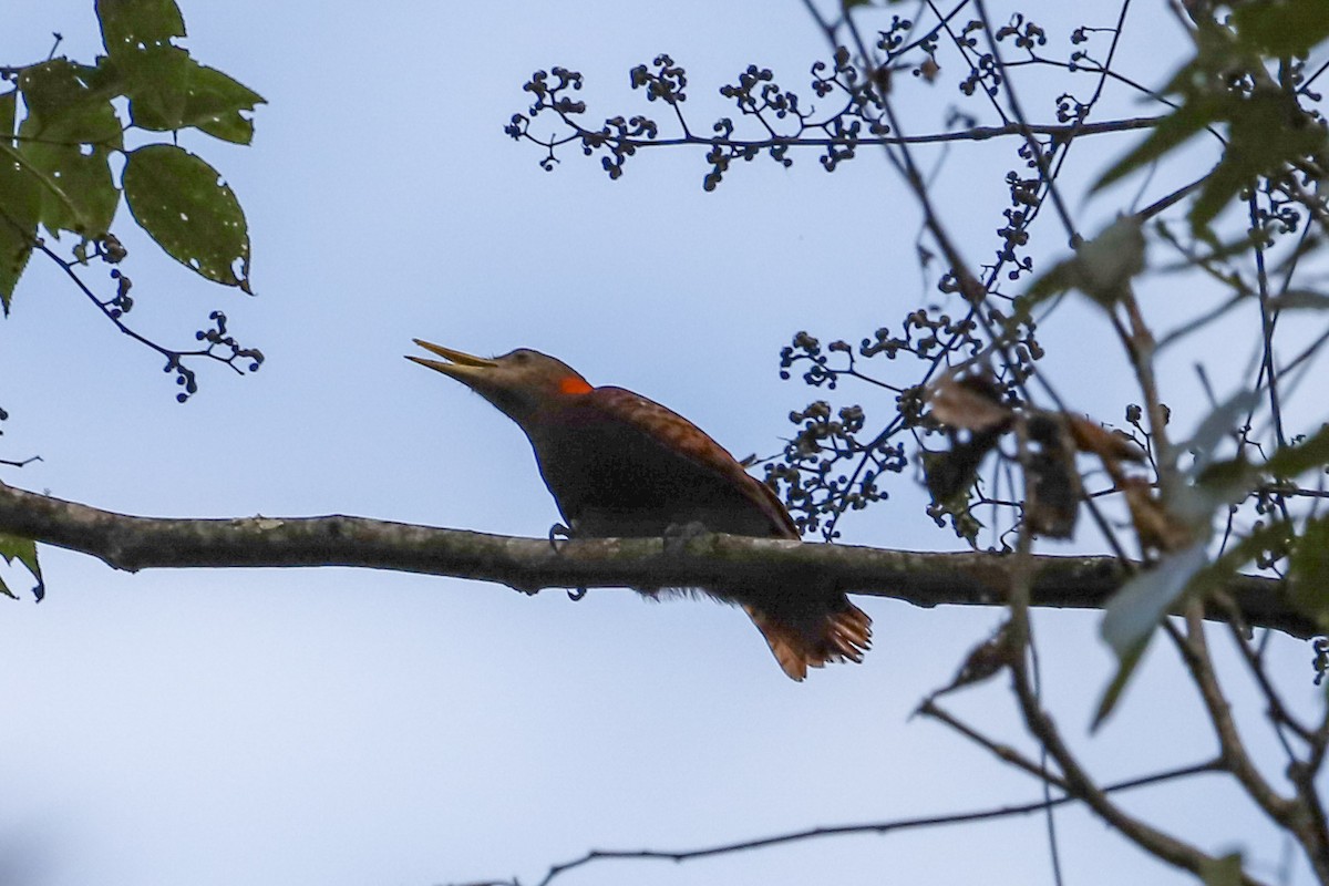 Bay Woodpecker - ML645830956