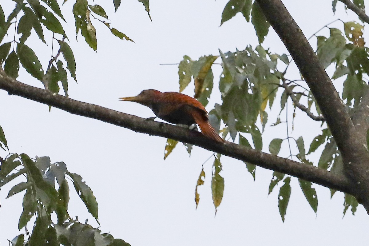 Bay Woodpecker - ML645830957