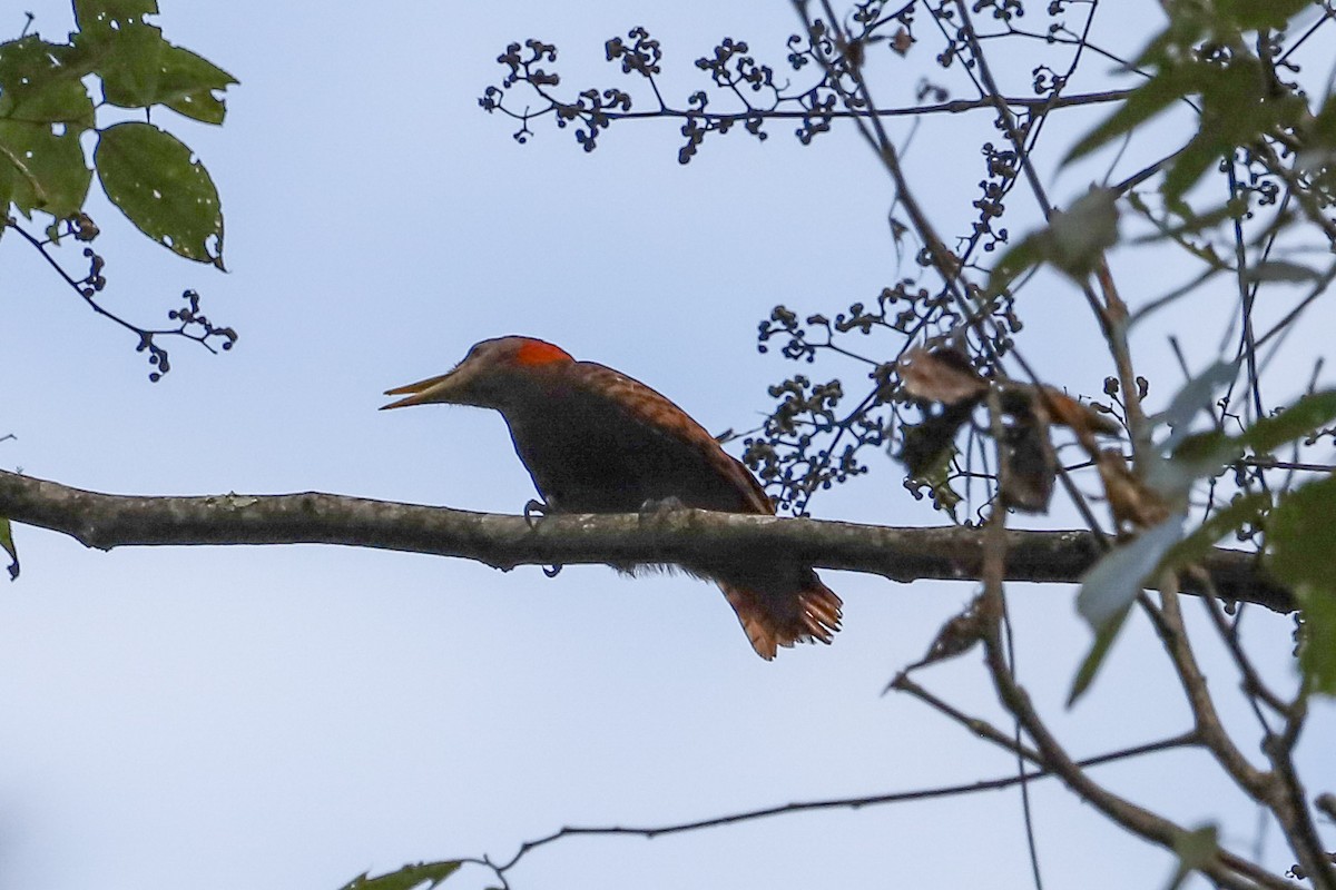 Bay Woodpecker - ML645830958