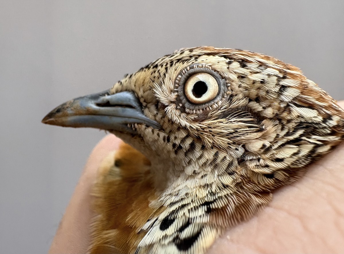 林三趾鶉 - ML645830967