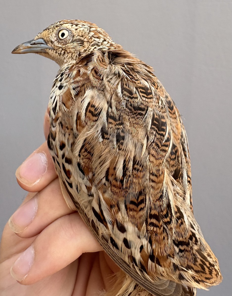 林三趾鶉 - ML645830968