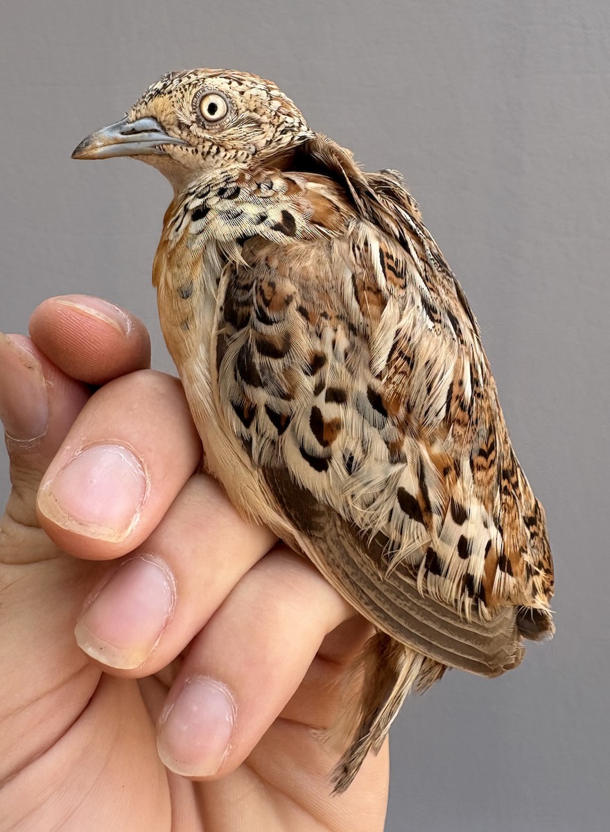 林三趾鶉 - ML645830969