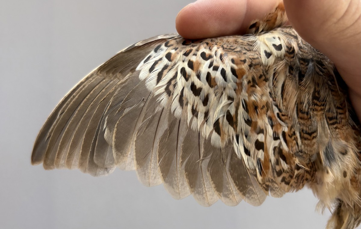 林三趾鶉 - ML645830970