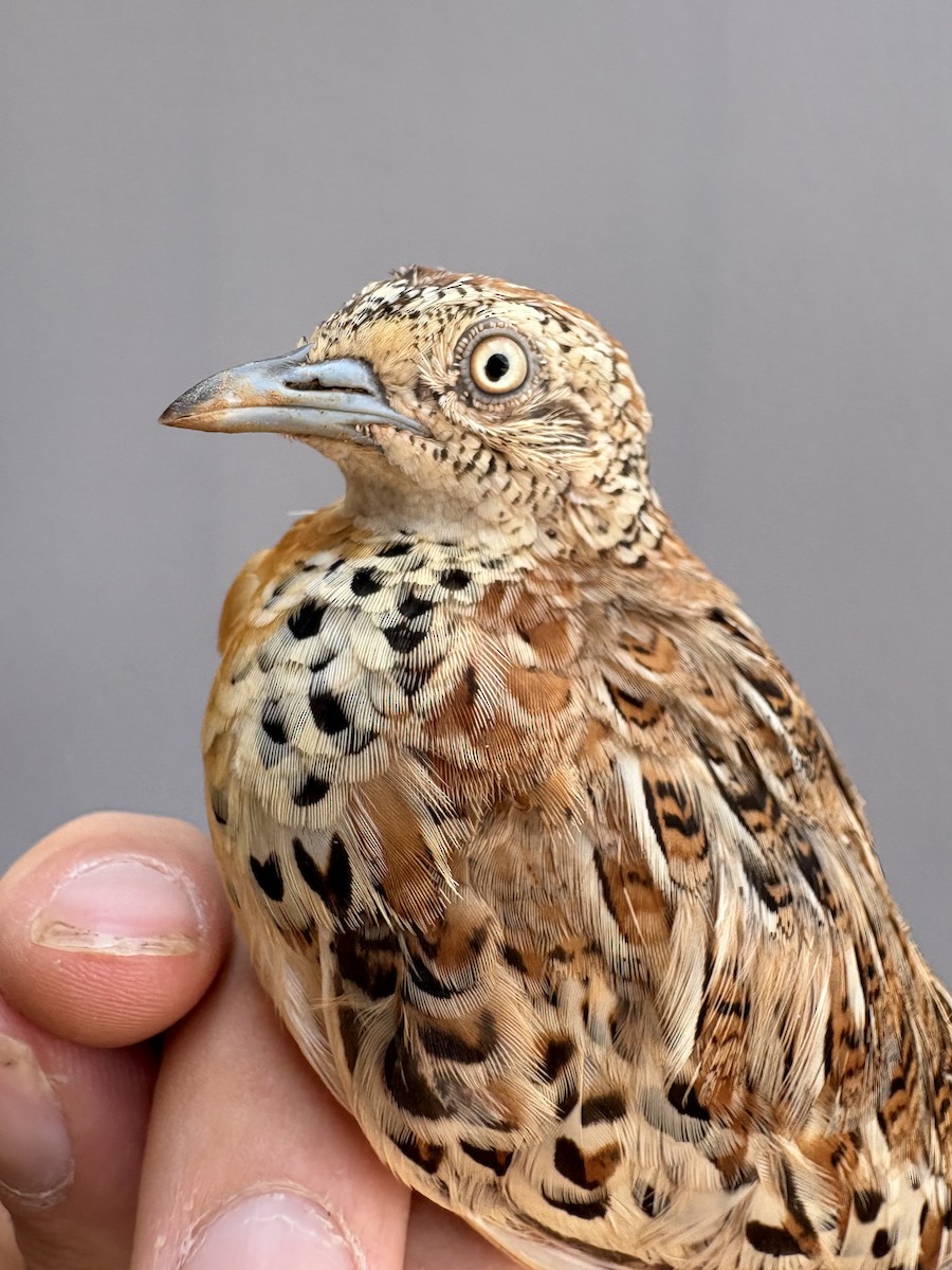 林三趾鶉 - ML645830971