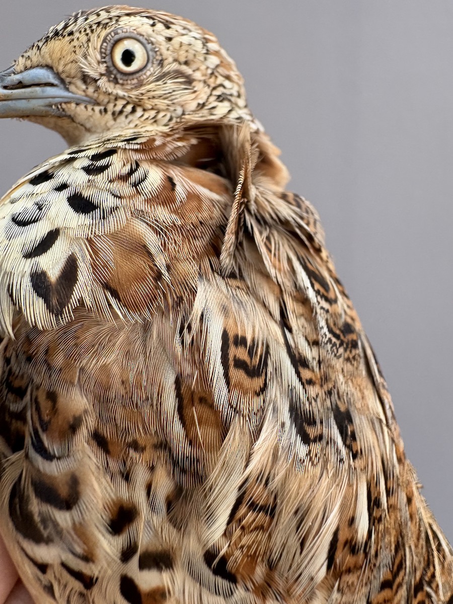 林三趾鶉 - ML645830972