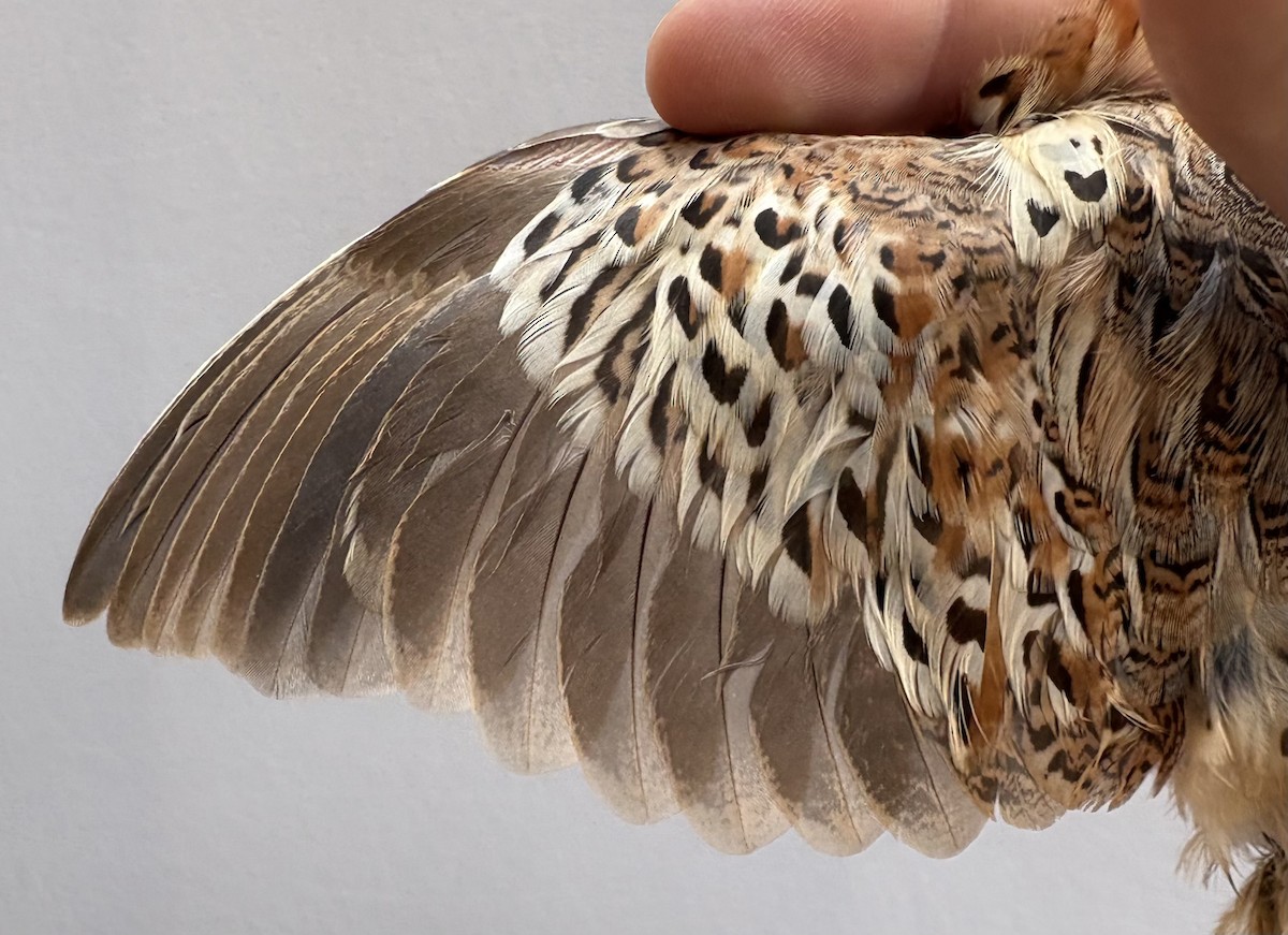 林三趾鶉 - ML645830973