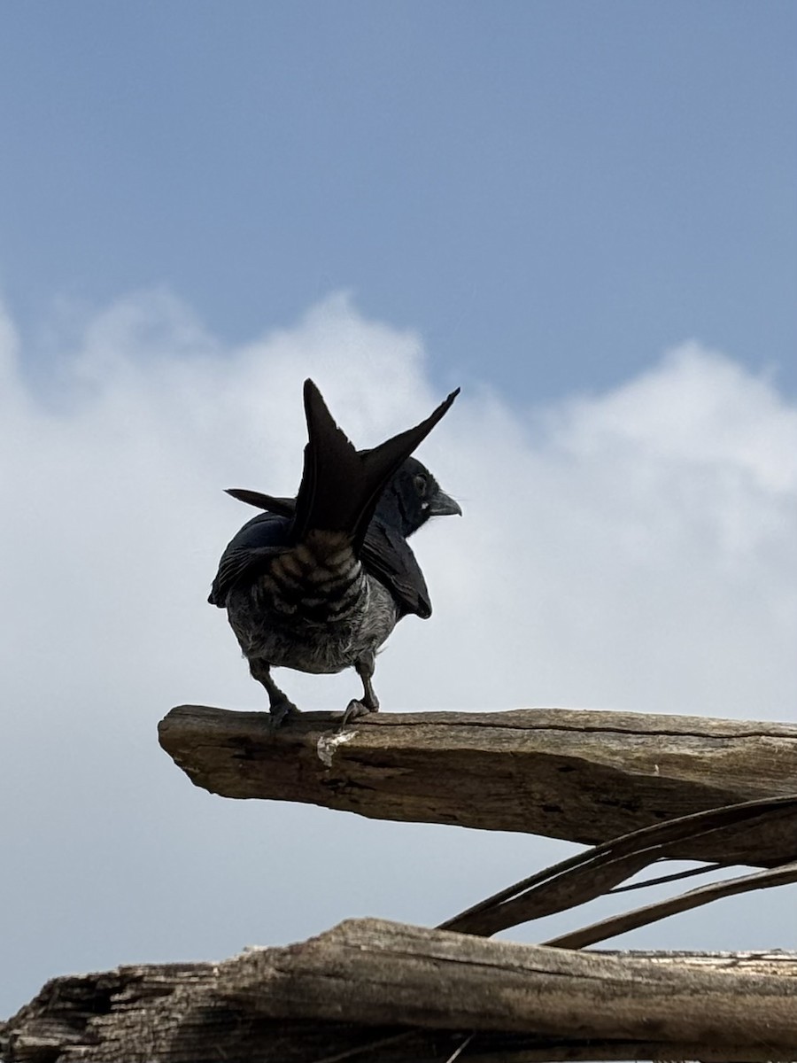 Black Drongo - ML645830979