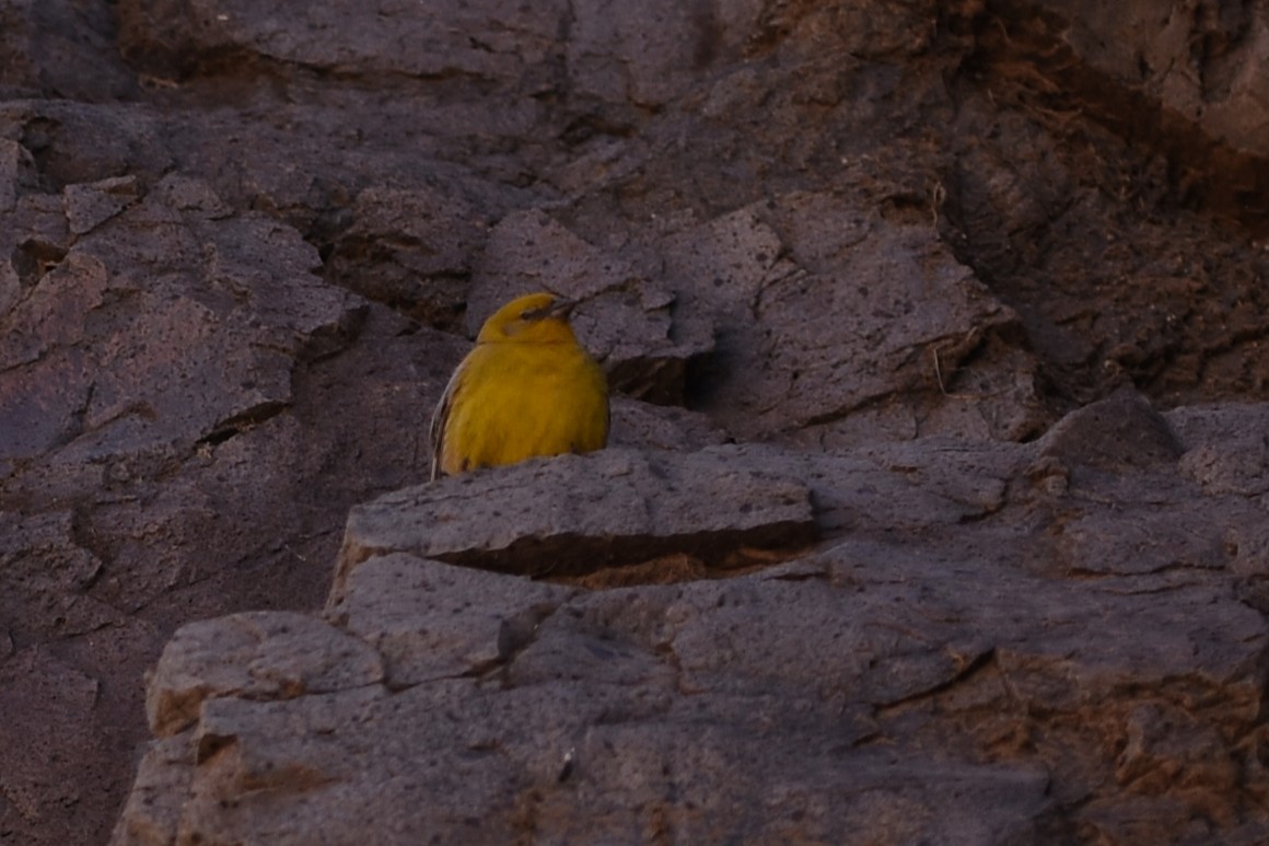 Greater Yellow-Finch - ML645830985