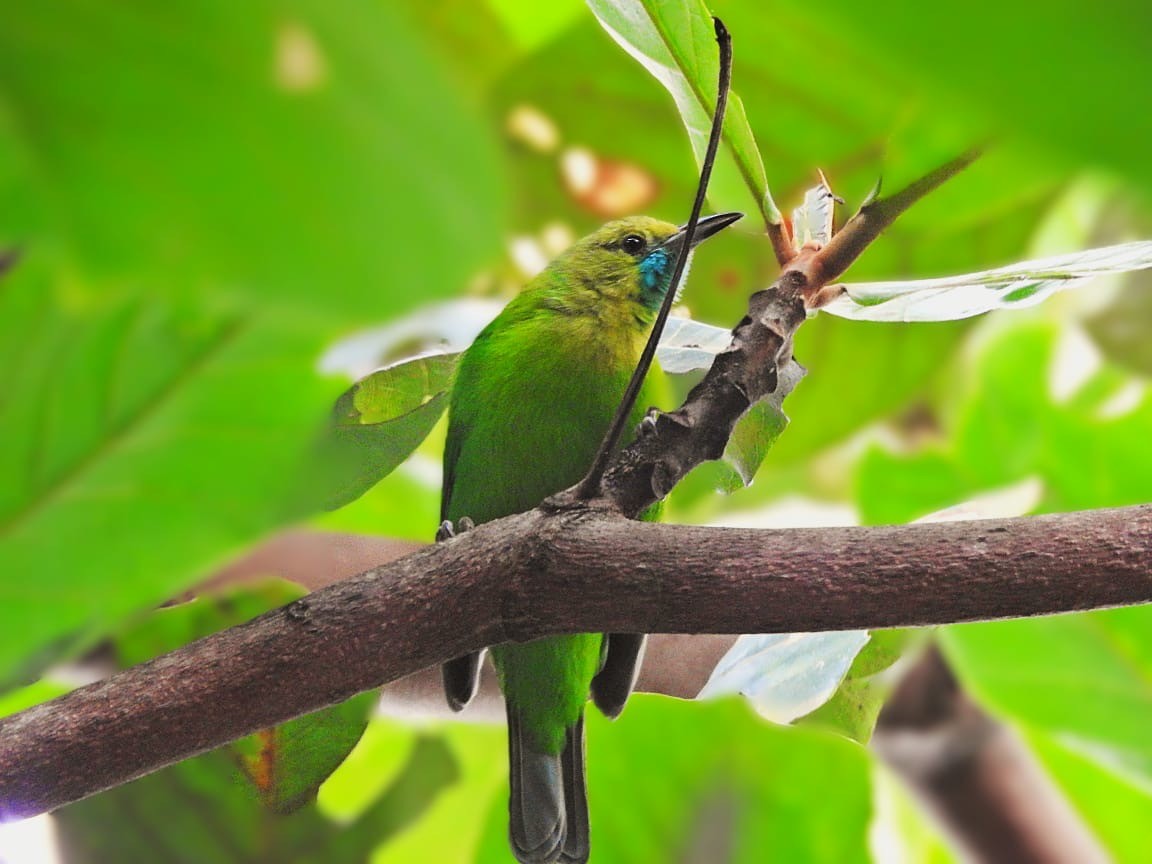 Jerdon's Leafbird - ML645830986