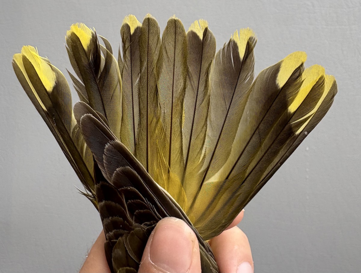 Eurasian Golden Oriole - ML645830988