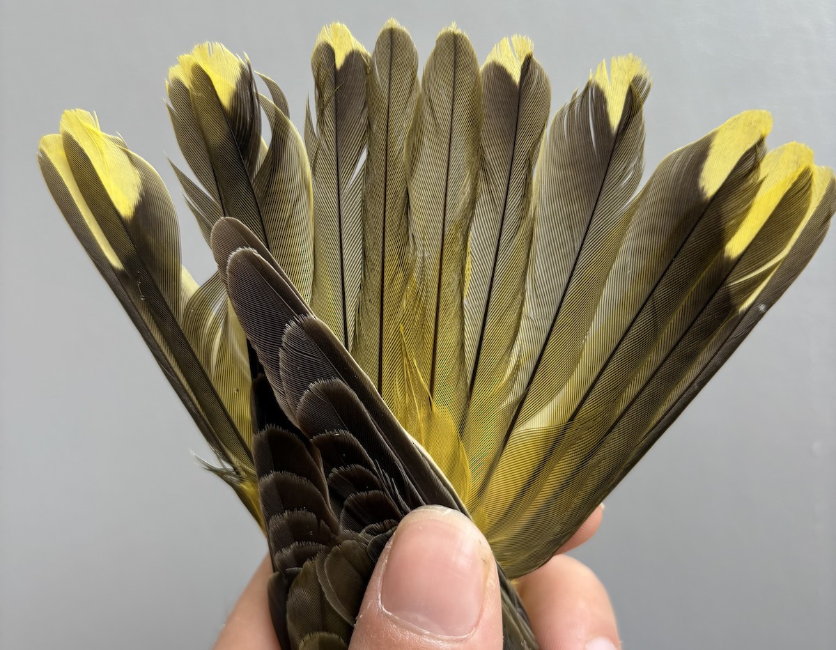 Eurasian Golden Oriole - ML645830990