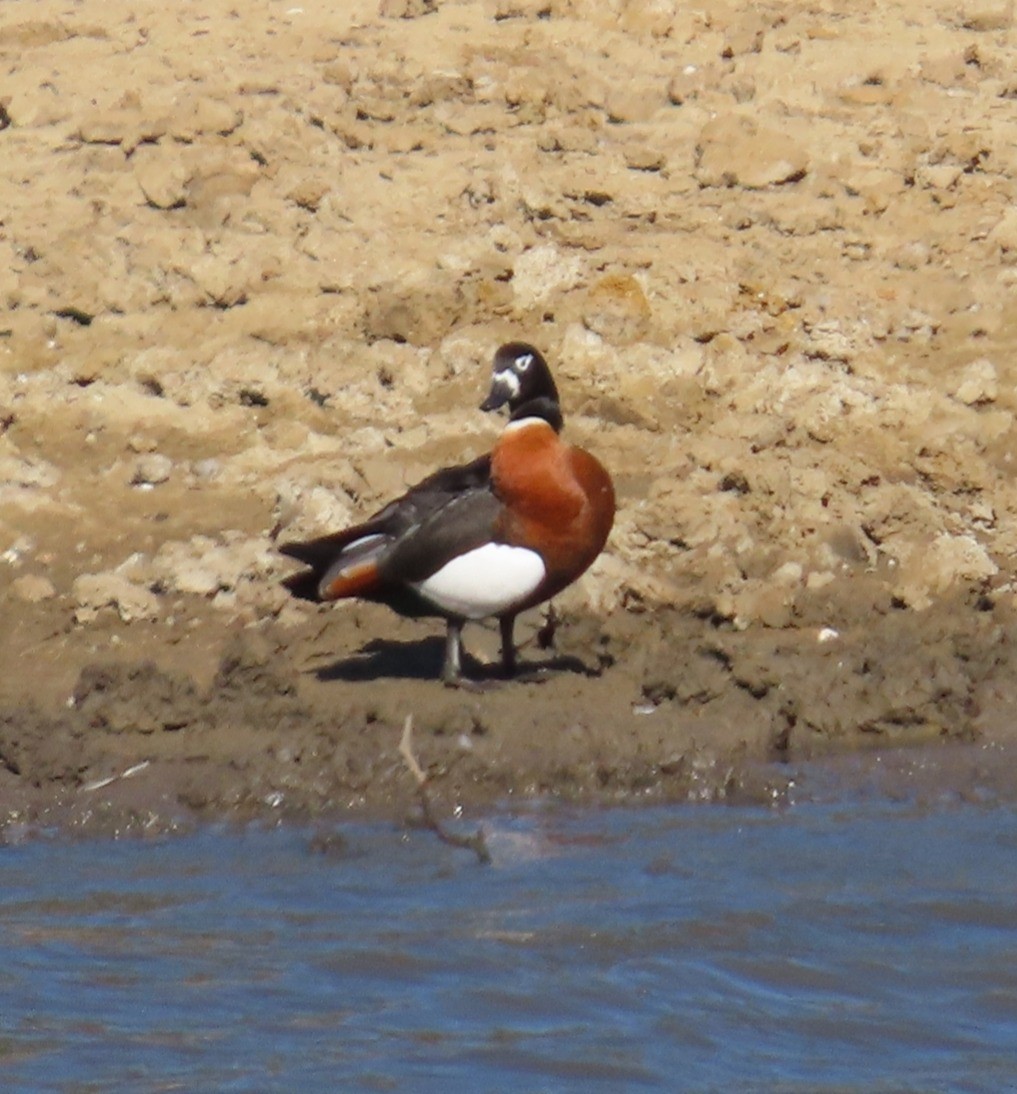 Australian Shelduck - ML645831014