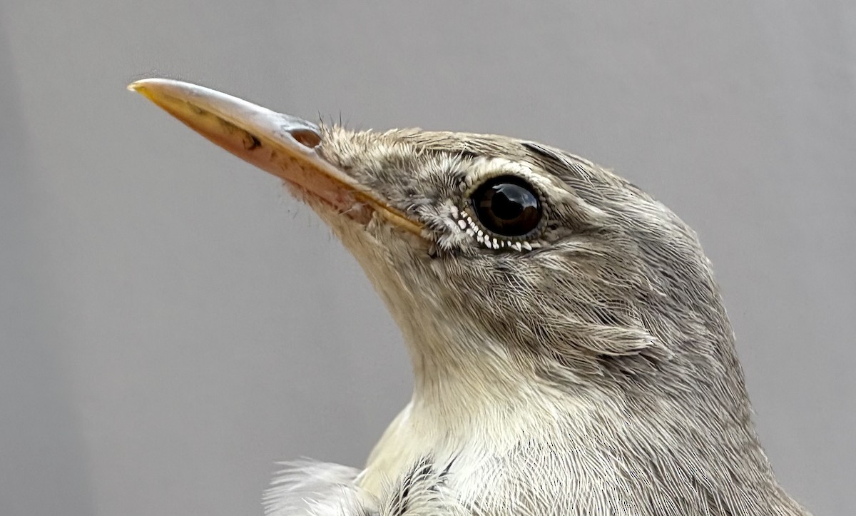 Olive-tree Warbler - ML645831015