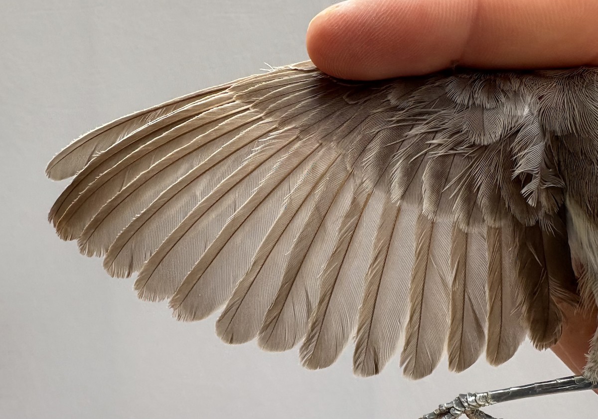 Olive-tree Warbler - ML645831016