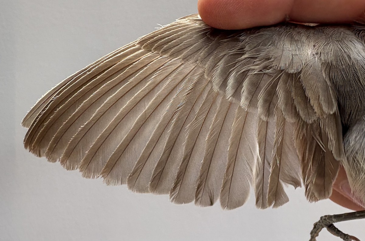 Olive-tree Warbler - ML645831017