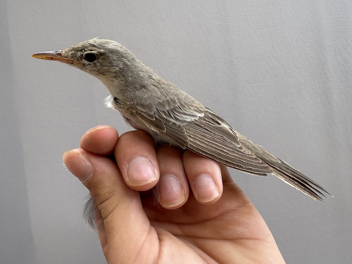 Olive-tree Warbler - ML645831018