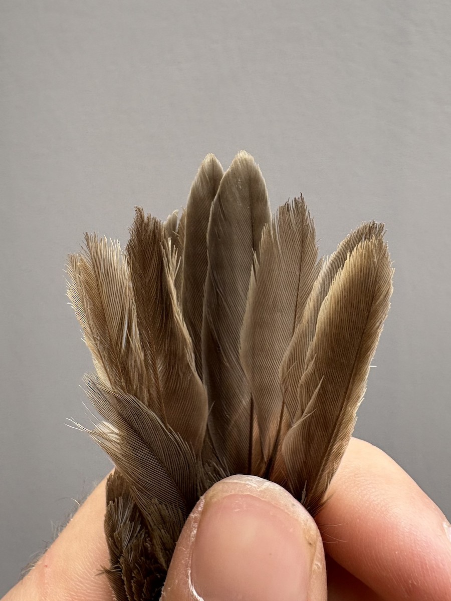 Olive-tree Warbler - ML645831019