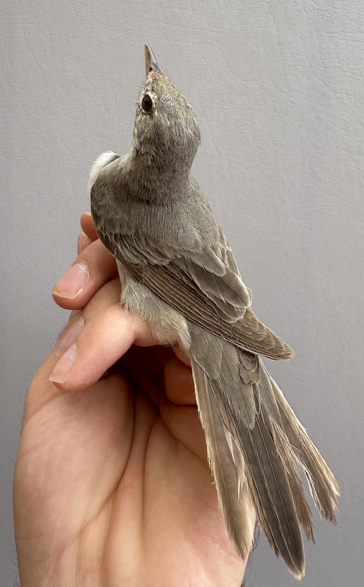 Olive-tree Warbler - ML645831020