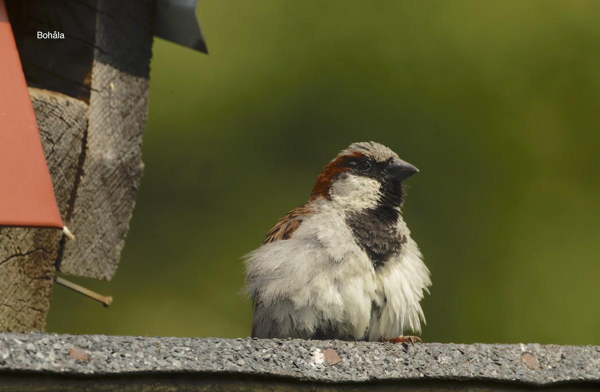 Gorrión Común - ML645831030