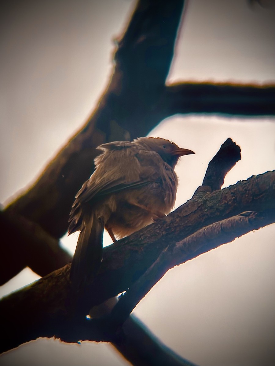 Yellow-billed Babbler - ML645831032
