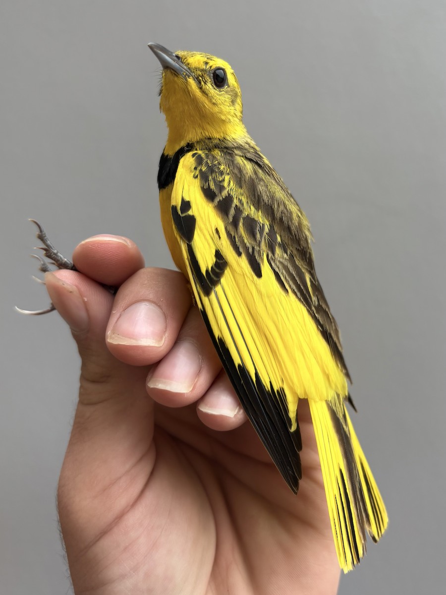 Golden Pipit - ML645831047
