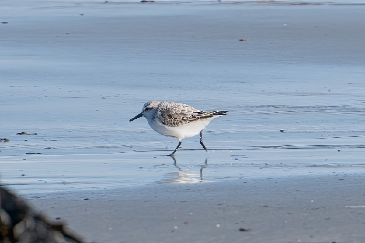 Sanderling - ML645831054