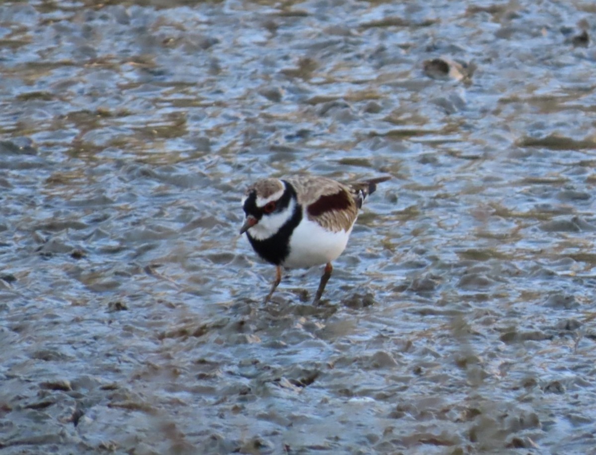 Black-fronted Dotterel - ML645831055