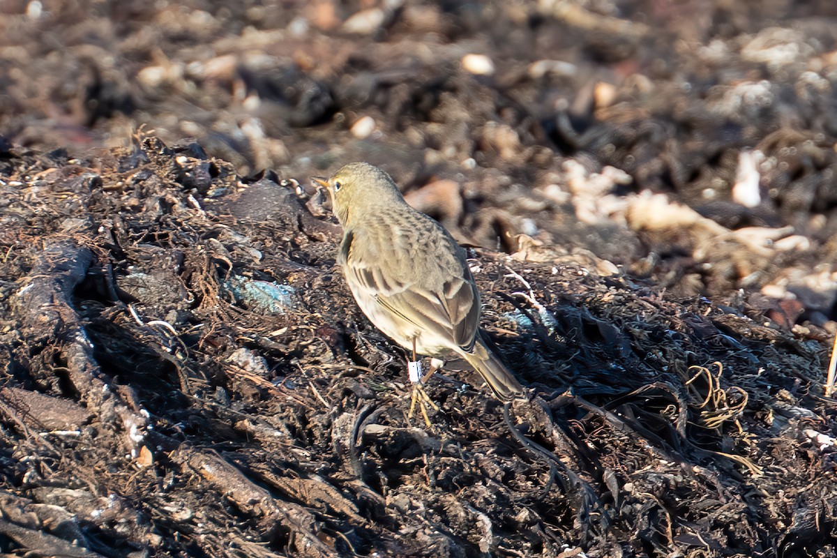 Rock Pipit (Western) - ML645831056