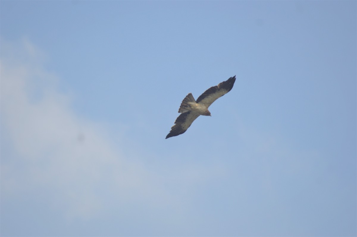 Booted Eagle - ML645831057