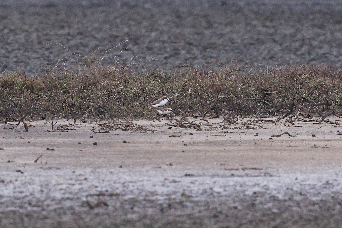 Red-capped Plover - ML645831058